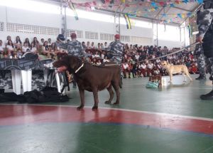 APRESENTAÇÃO DA POLICIA MILITAR